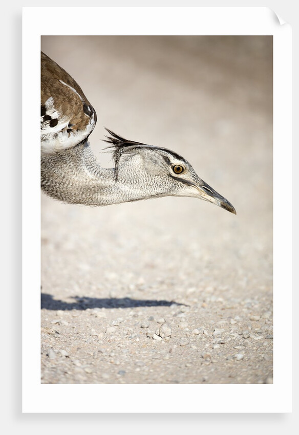 Kori Bustard, Botswana by Anonymous