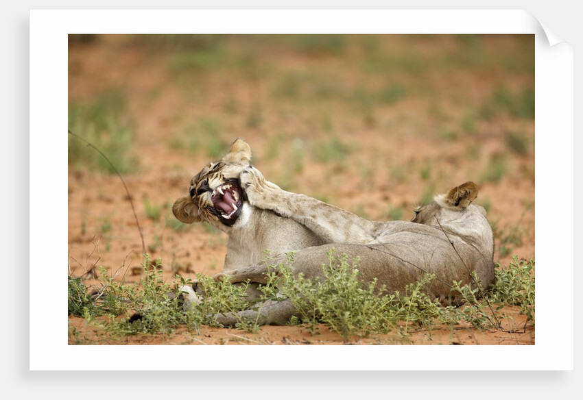 Young lions playing, Botswana by Anonymous