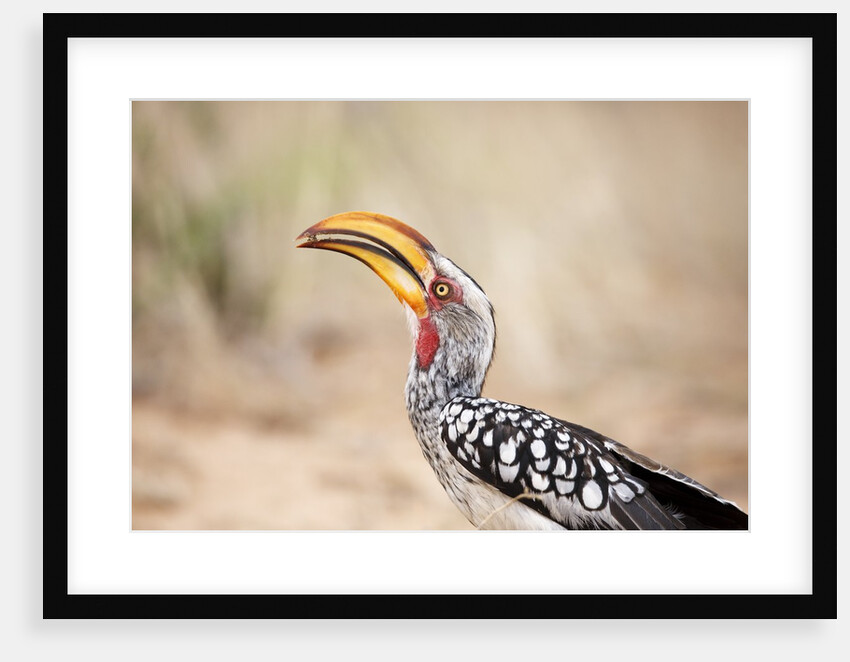 Yellow-billed Hornbill, Botswana by Anonymous