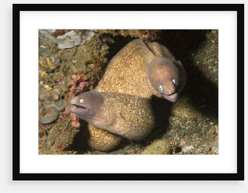 White-Eyed Moray Eels by Anonymous