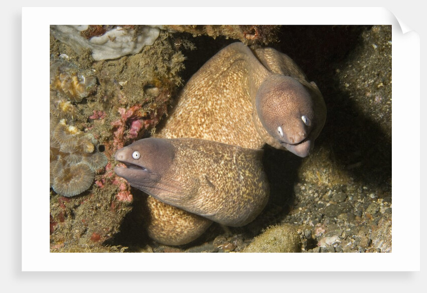 White-Eyed Moray Eels by Anonymous