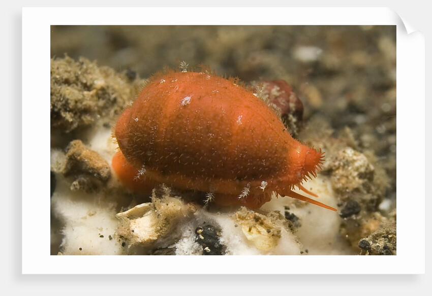 Translucent Tapering Cowrie by Anonymous