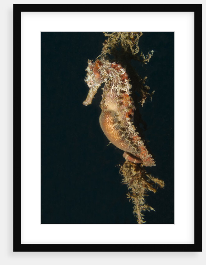 Common Seahorse by Anonymous
