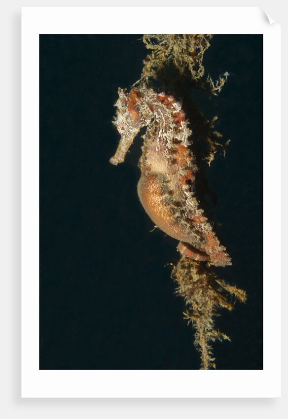 Common Seahorse by Anonymous