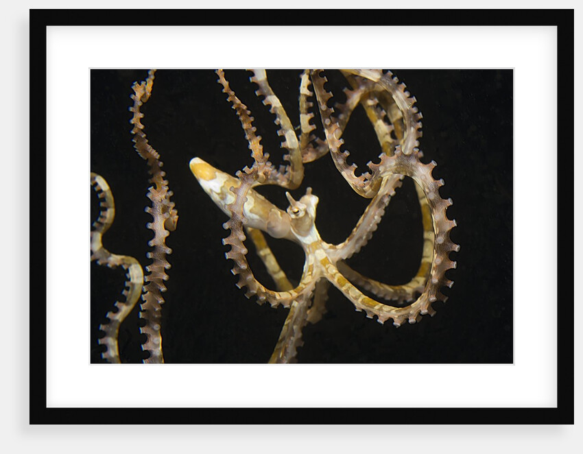 Wunderpuss Octopus free swimming by Anonymous