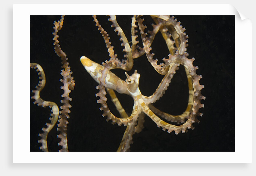 Wunderpuss Octopus free swimming by Anonymous