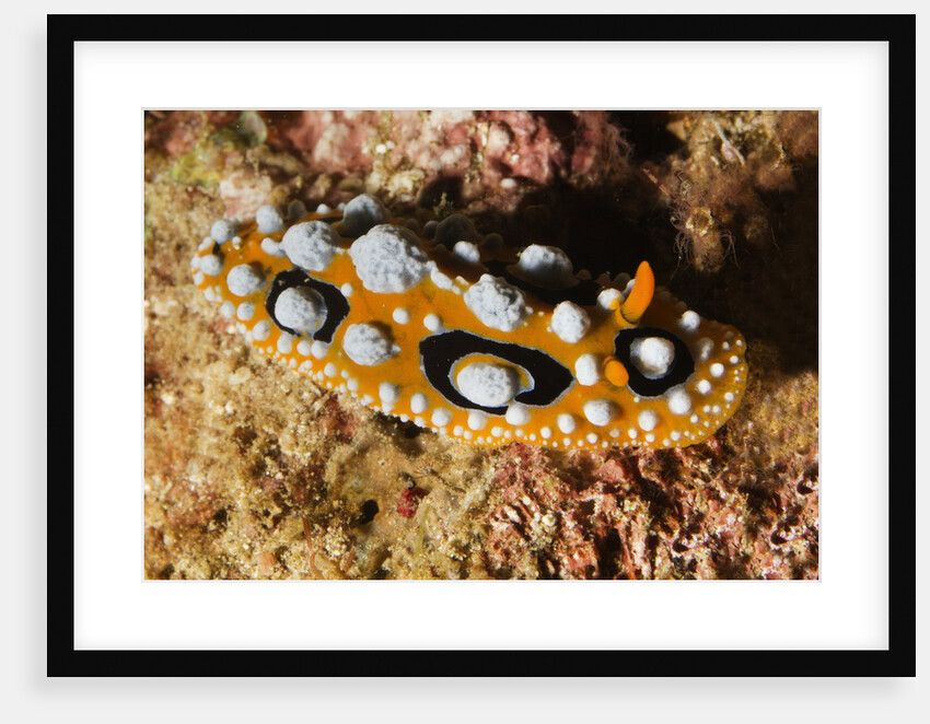 Ocellated Phyllidia Nudibranch by Anonymous