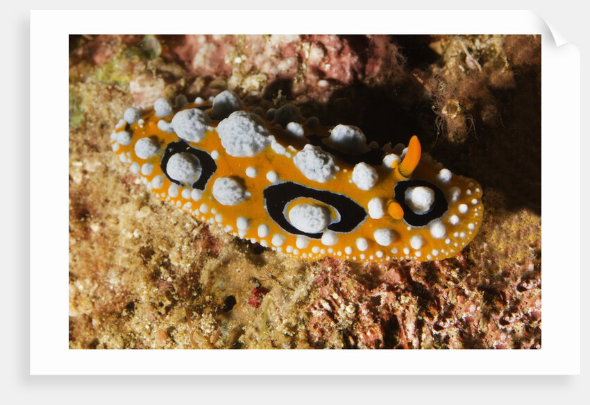 Ocellated Phyllidia Nudibranch by Anonymous