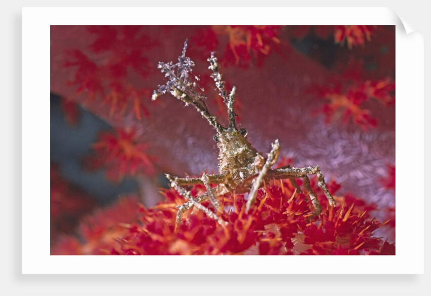 Bull Hydroid Crab by Anonymous