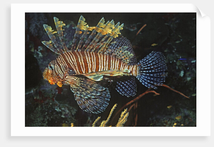 Common Lionfish by Anonymous