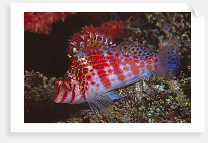 Dwarf Hawkfish by Anonymous