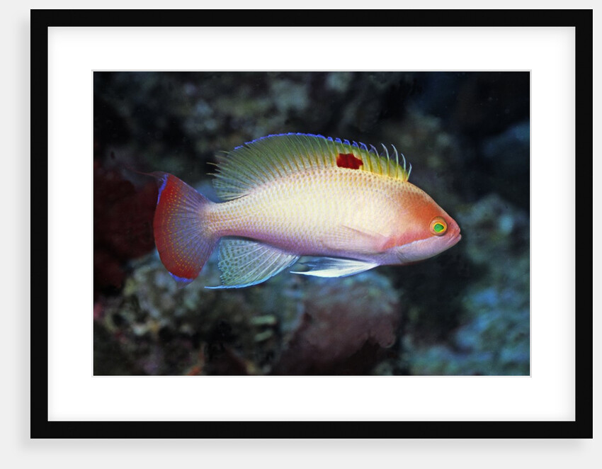 Stocky Anthias by Anonymous