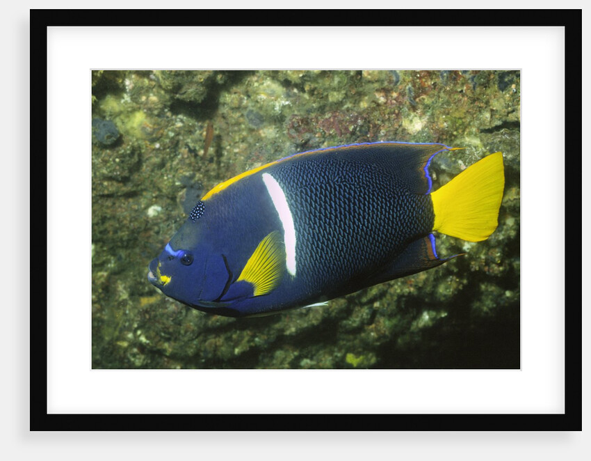 King Angelfish by Anonymous