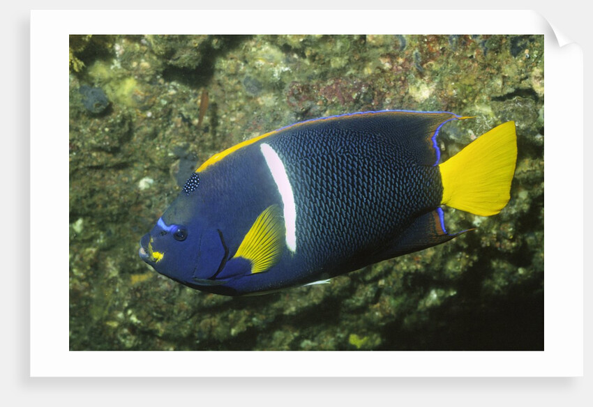 King Angelfish by Anonymous