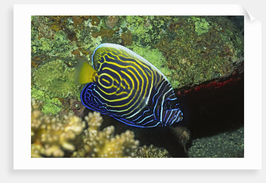 Emperor Angelfish in intermediate form by Anonymous