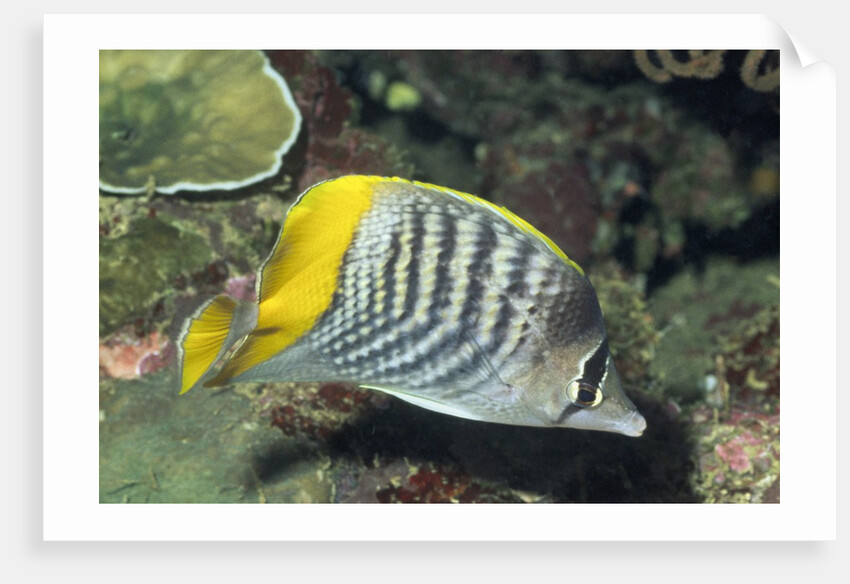 Yellowback Angelfish by Anonymous