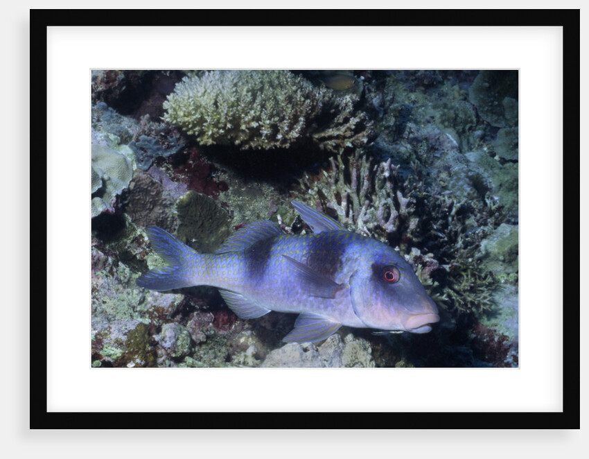 Doublebar Goatfish by Anonymous