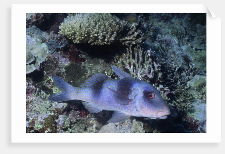 Doublebar Goatfish by Anonymous