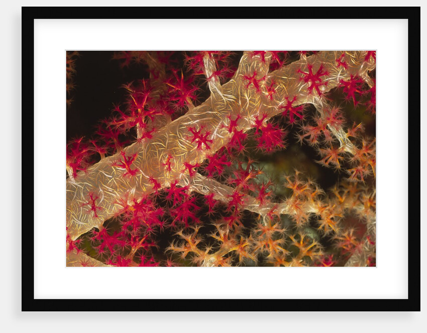 Soft Coral polyps by Anonymous