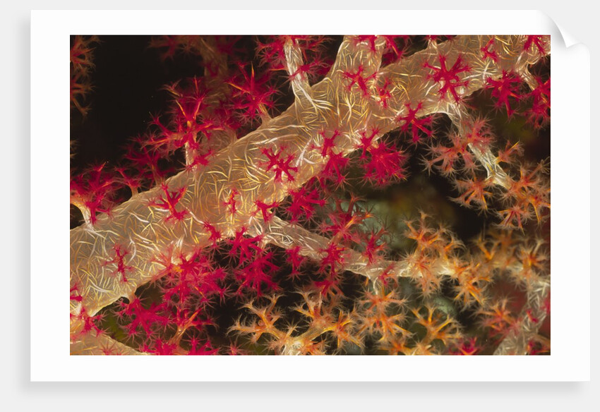 Soft Coral polyps by Anonymous