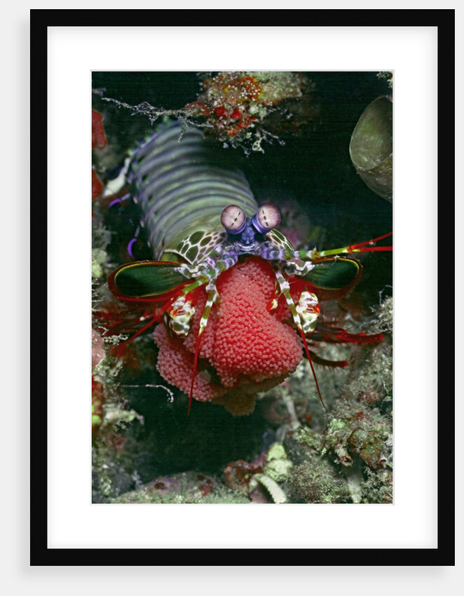 Peacock Mantis Shrimp full of eggs by Anonymous