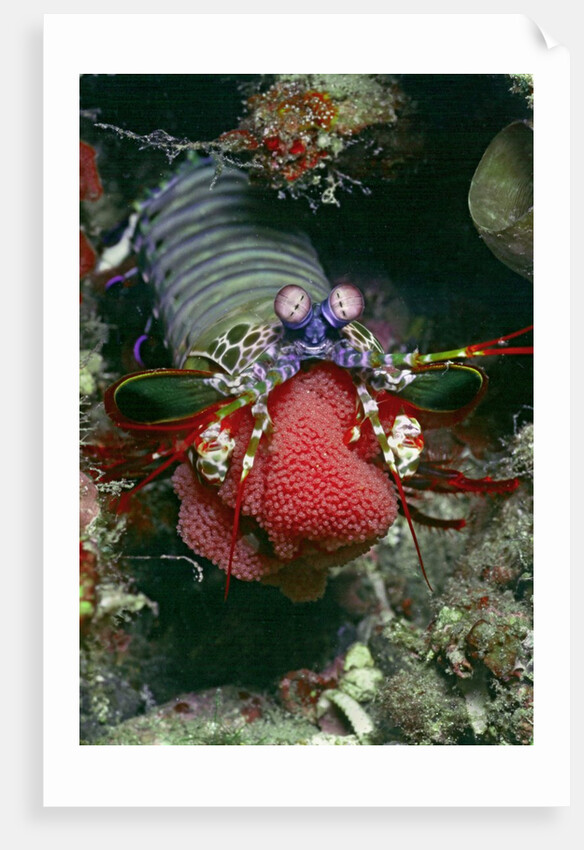 Peacock Mantis Shrimp full of eggs by Anonymous