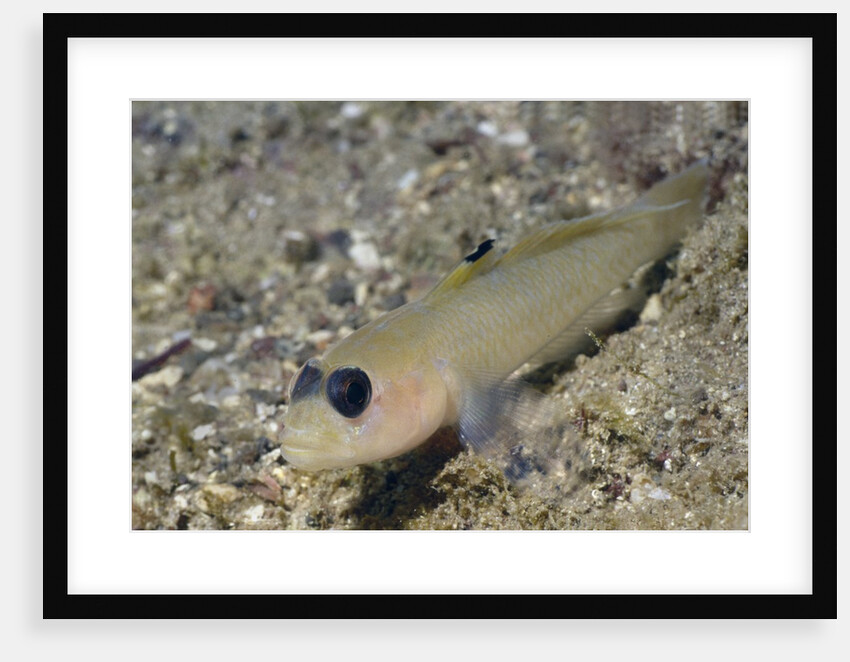 Blackeye Goby by Anonymous