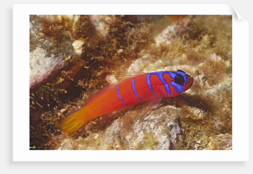 Bluebanded Goby by Anonymous