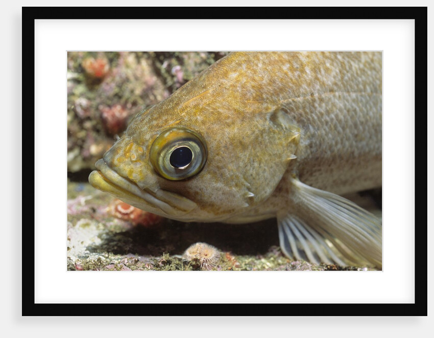 Canary Rockfish closeup by Anonymous