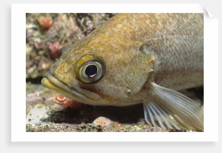 Canary Rockfish closeup by Anonymous