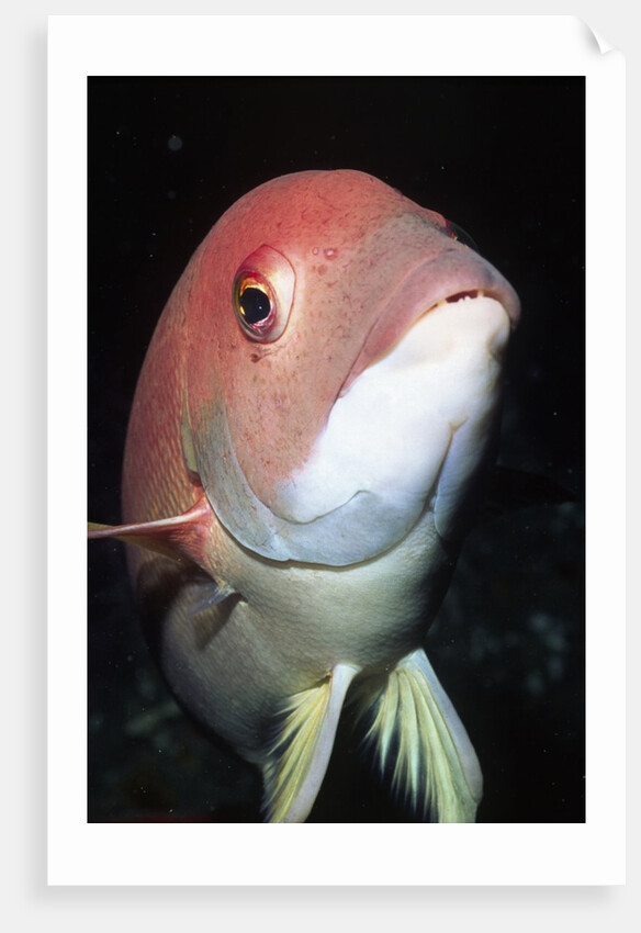 California Sheephead by Anonymous