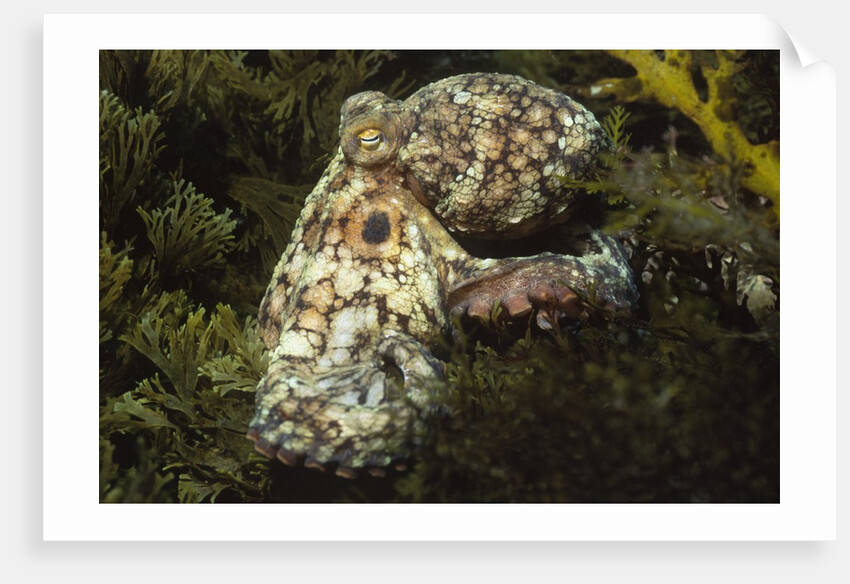 Red Octopus by Anonymous