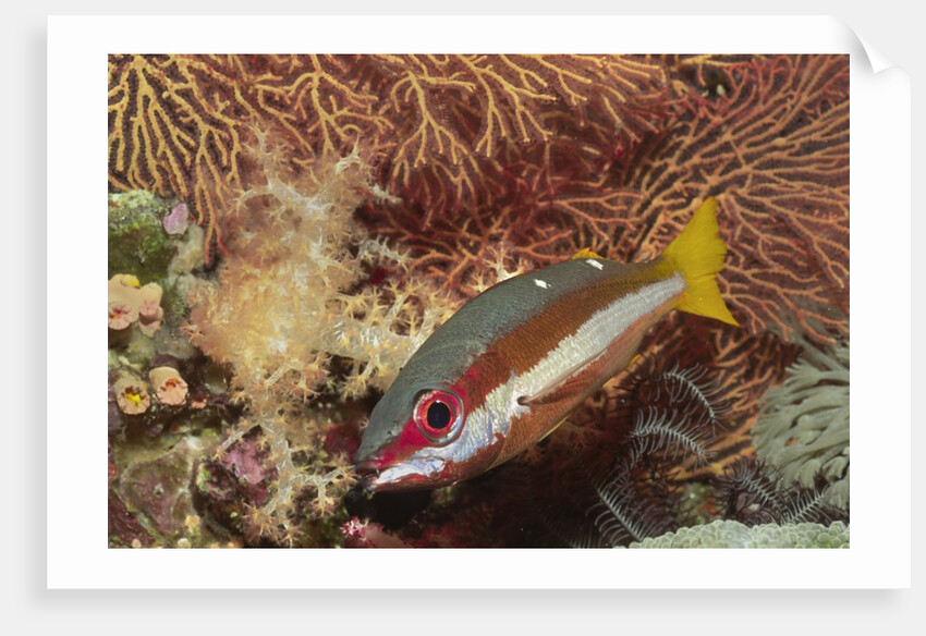 Two-Spot Snapper by Anonymous