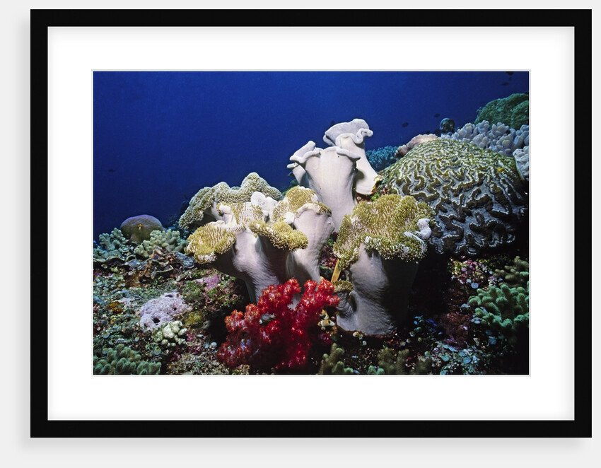 Reef scene with Brain and Leather Corals by Anonymous
