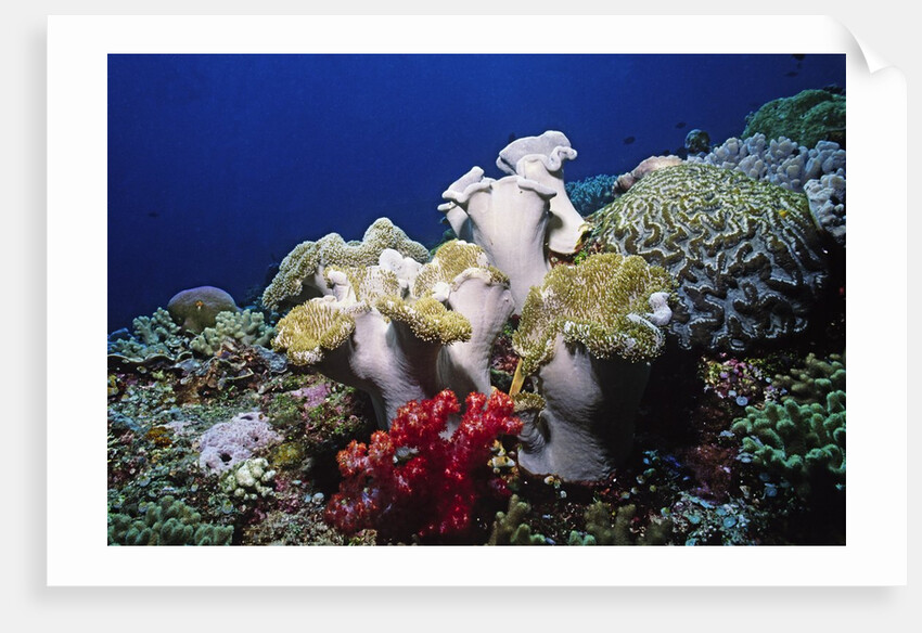 Reef scene with Brain and Leather Corals by Anonymous