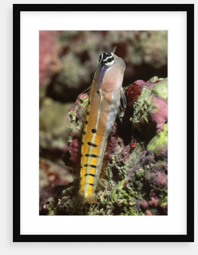 Clown Blenny by Anonymous