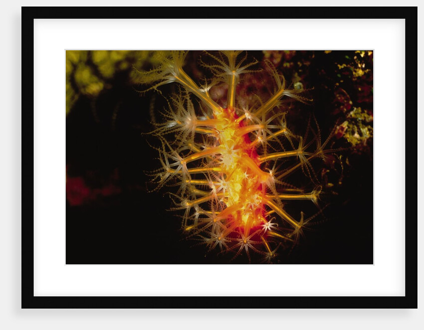 Soft Coral with open polyps by Anonymous