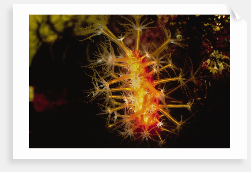 Soft Coral with open polyps by Anonymous