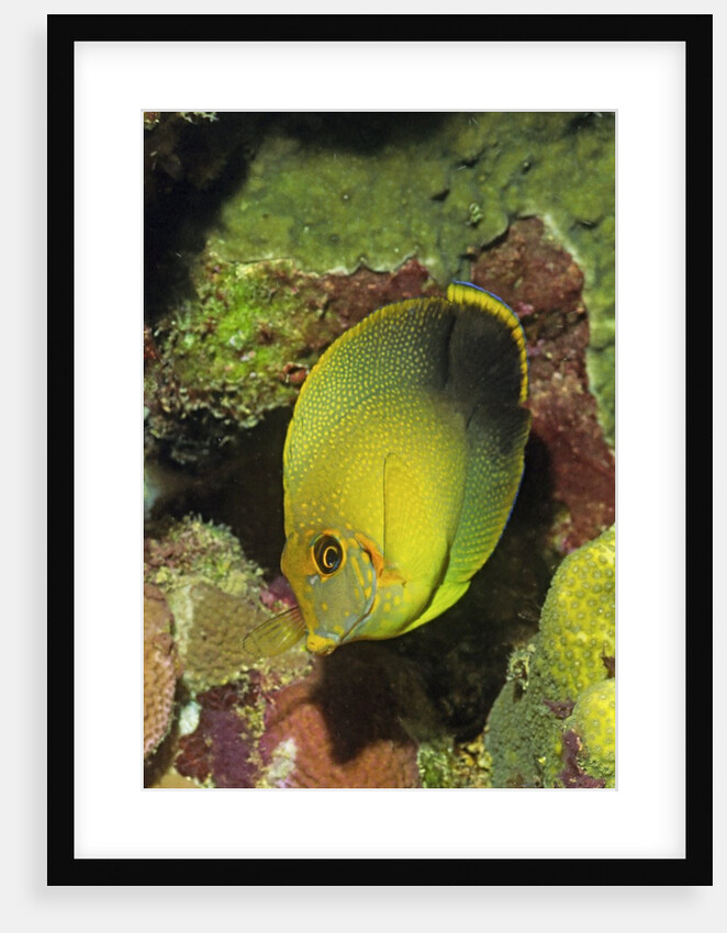 Mimic Surgeonfish juvenile by Anonymous