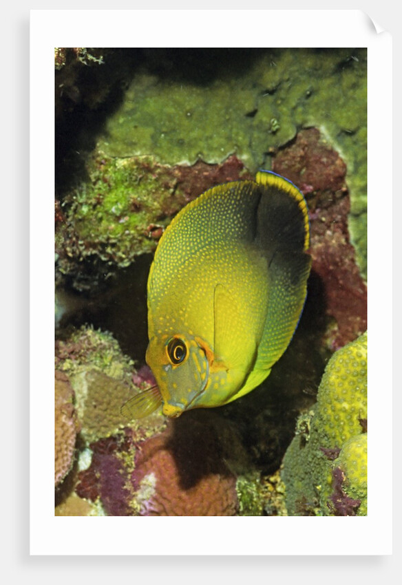 Mimic Surgeonfish juvenile by Anonymous