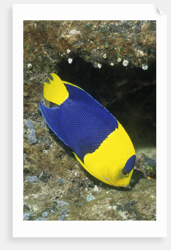 Bicolor Angelfish by Anonymous