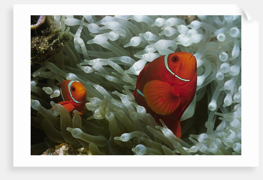 Spinecheek Anemonefish by Anonymous