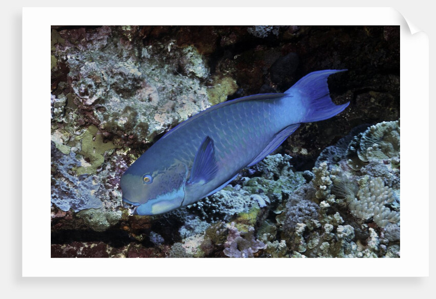 Steephead Parrotfish by Anonymous