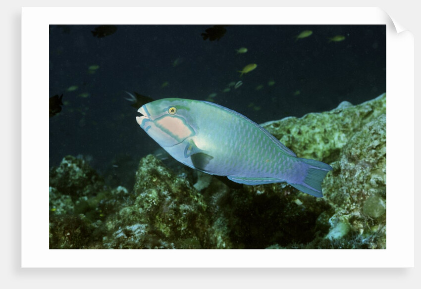 Bleeker's Parrotfish by Anonymous