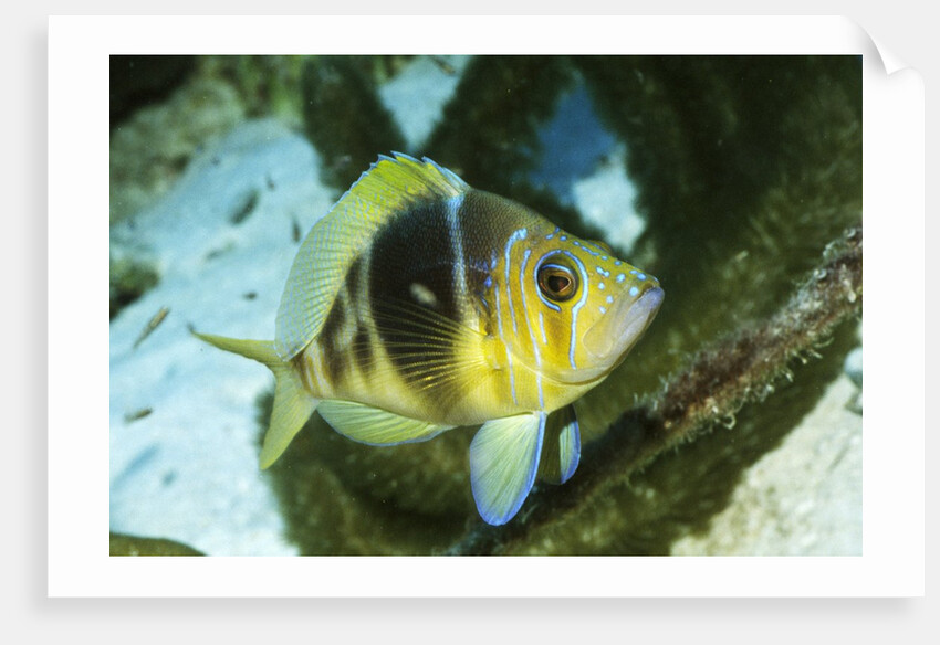 Barred Hamlet by Anonymous