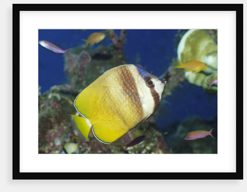 Blacklip Butterflyfish by Anonymous