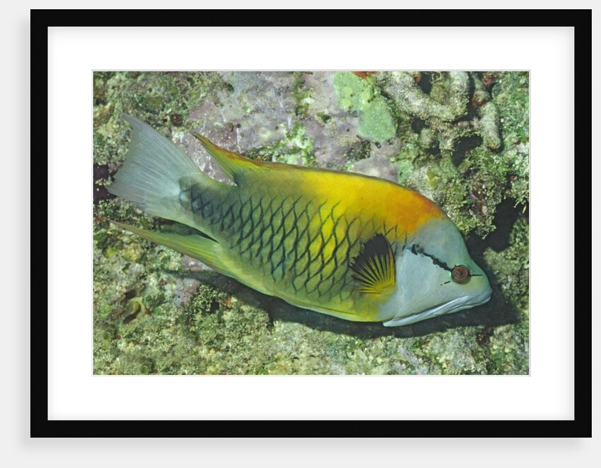 Slingjaw Wrasse by Anonymous