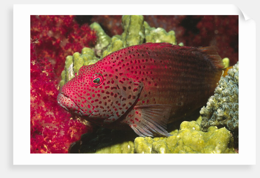 Leopard Grouper by Anonymous