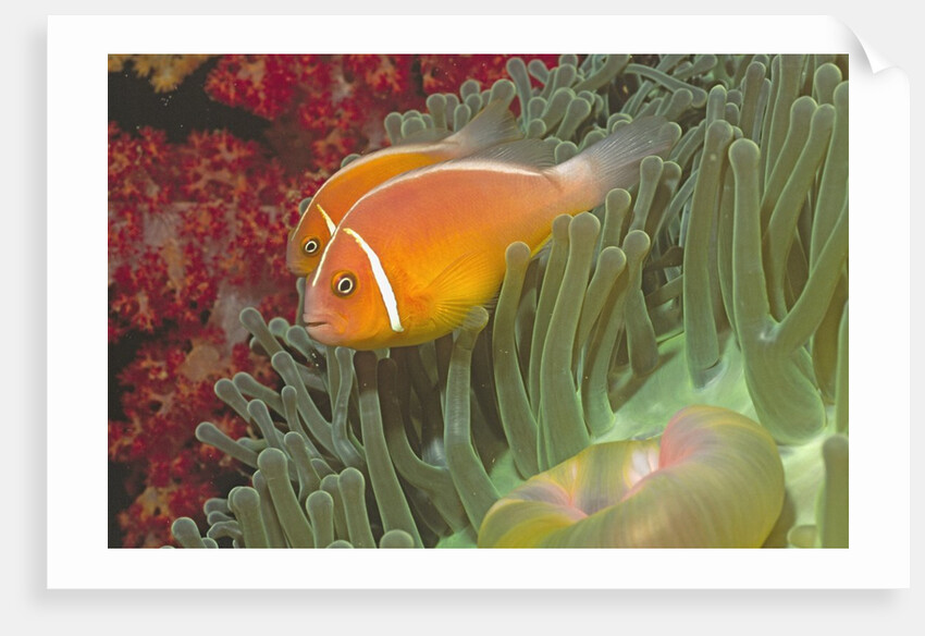 Pink Anemonefish in Magnificant Sea Anemone by Anonymous