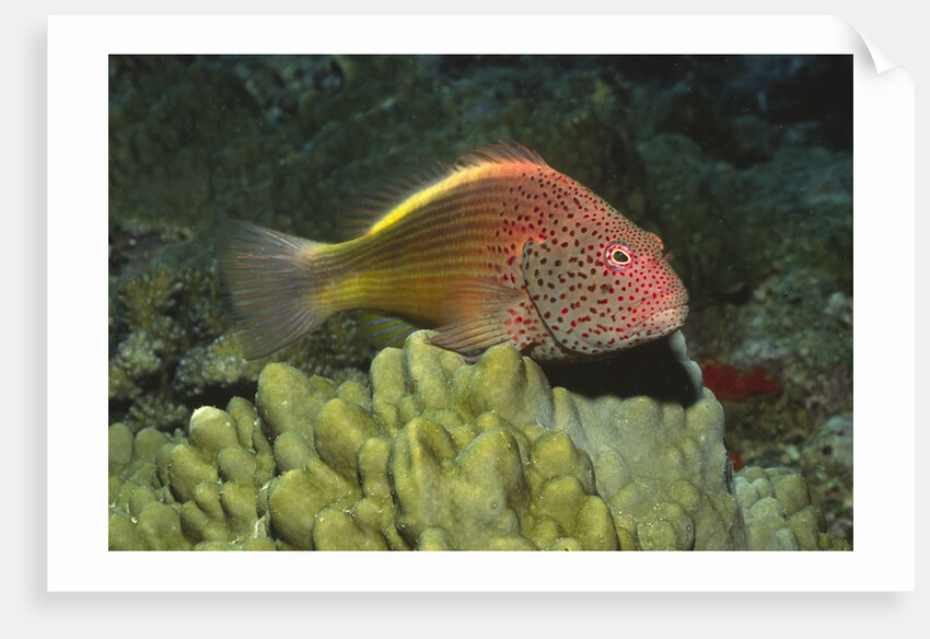 Freckled Hawkfish by Anonymous